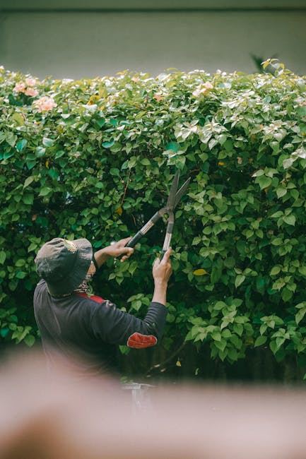 A gardener wearing a wide-brimmed hat and dark clothing is trimming a dense, well-maintained hedge with long-handled pruning shears in a garden. The hedge features lush green foliage with soft pink fl